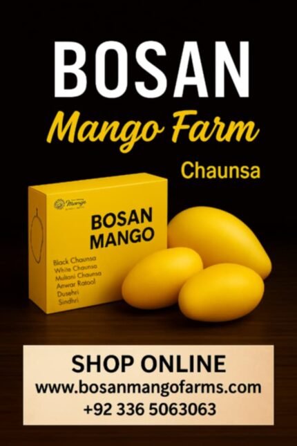 Chaunsa Mango (Export Quality) Tentative Harvesting Date 7th July